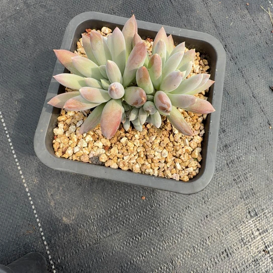 墨***星哥特多肉植物寄养