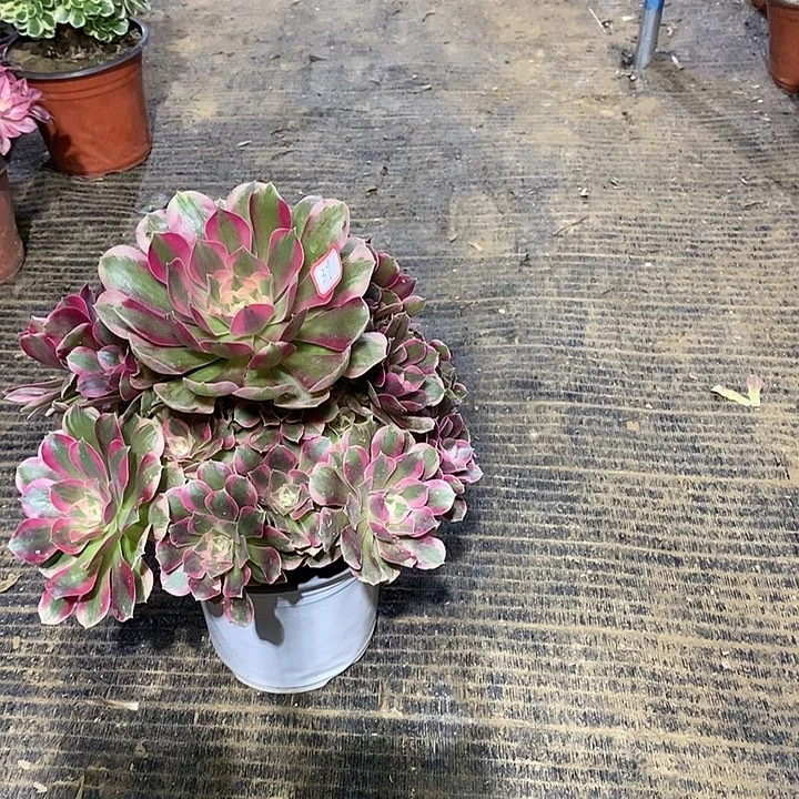 39，粉女郎134577889999