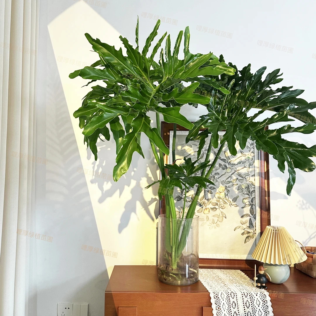 (送货上门)龙鳞春雨水培盆栽植物客厅植物大型室内绿植净化空气
