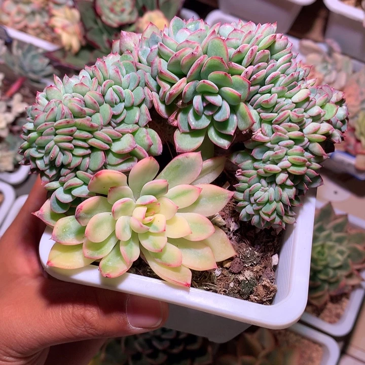 雨燕座锦缀化锦锦