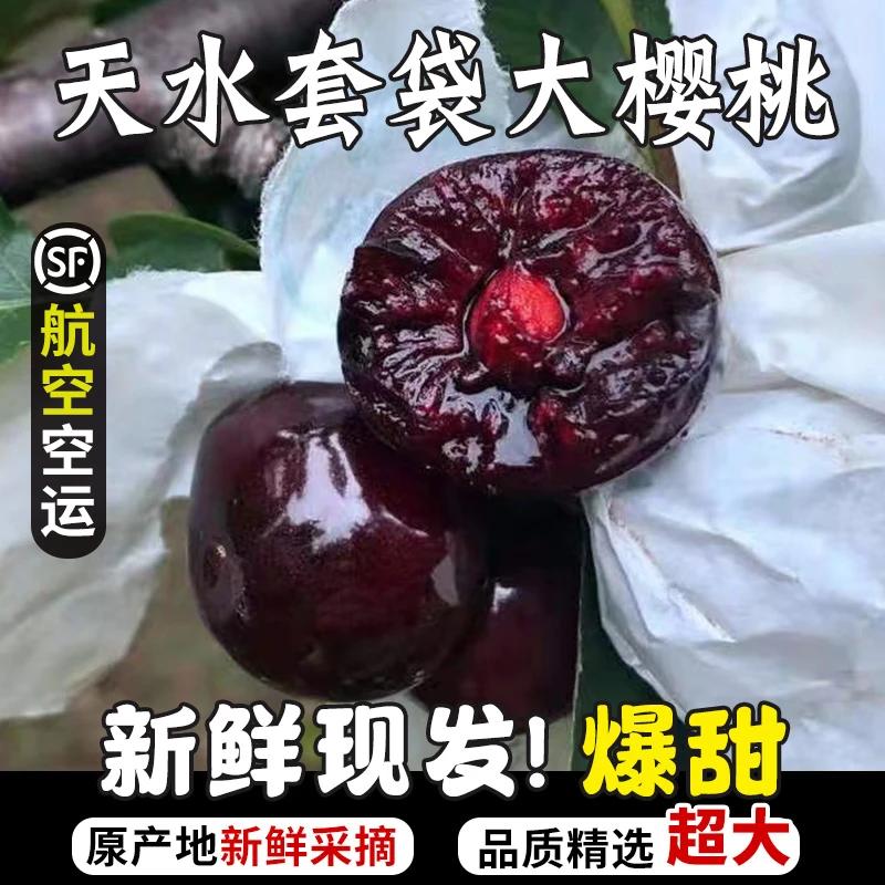 甘肃天水大樱桃套袋黑珍珠新鲜采摘水果露天胜利黑车厘子顺丰包邮