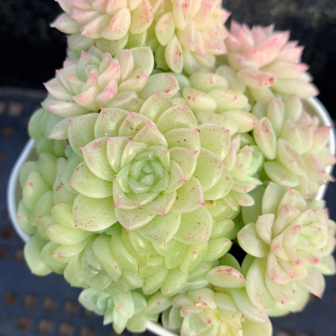 0204-38 麦杆优选