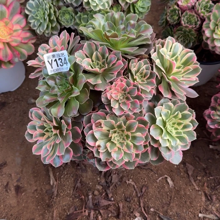 女妖134官服25左右2