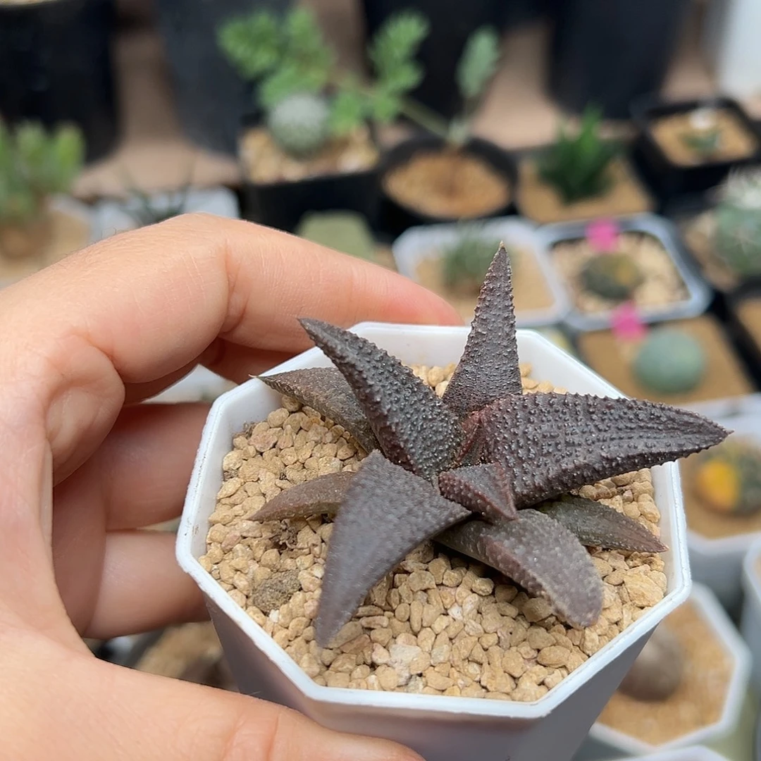黑王寿硬叶十二卷子