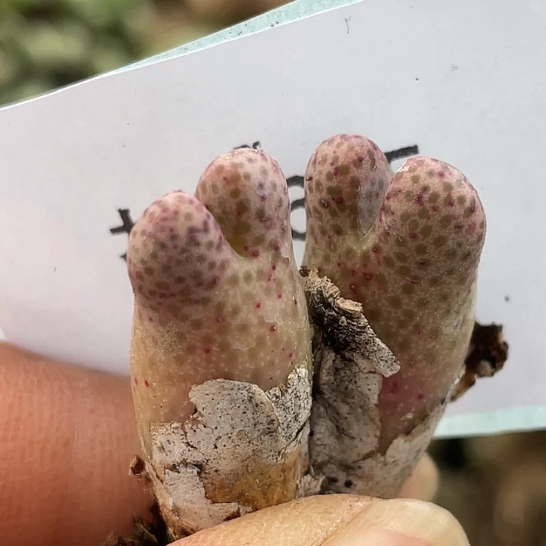 26-5斑马955d肉锥