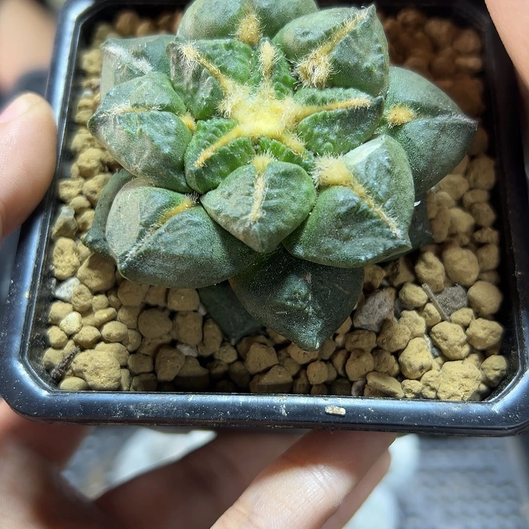 11号自根中筋连山根芽6.3公分