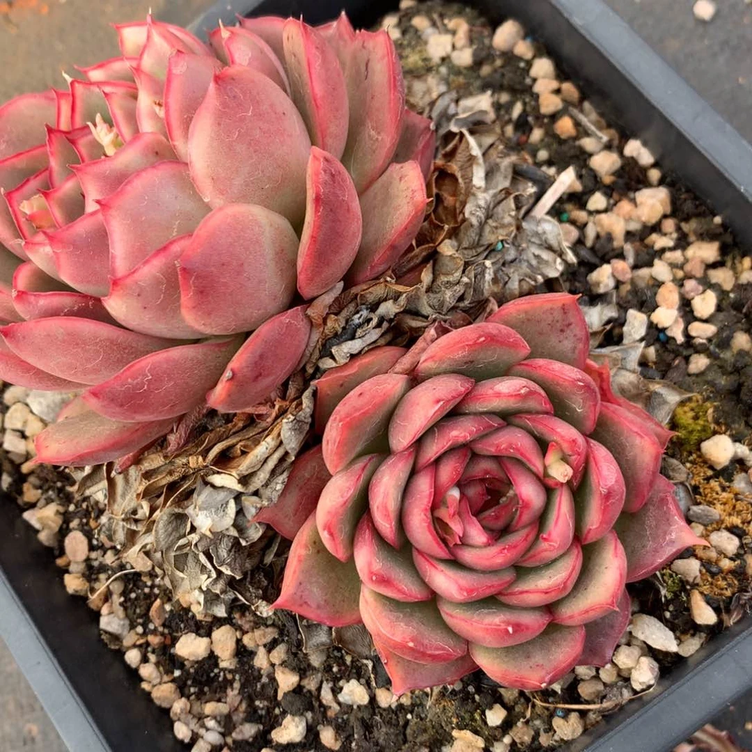 8870杂交多肉老桩