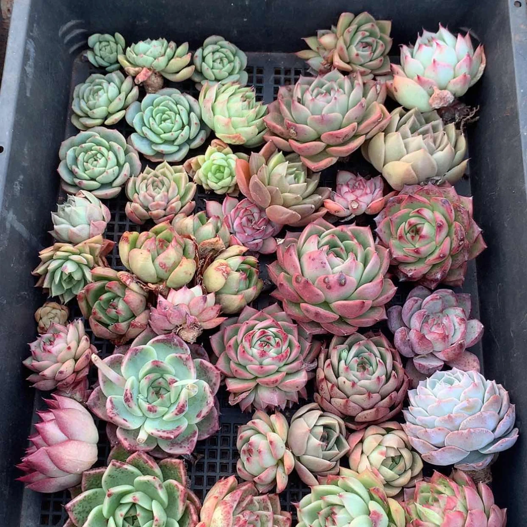 【闪购商品】云179号