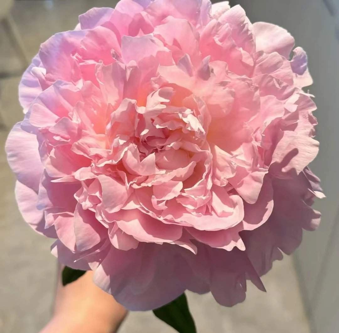 【桃金娘】芍药花苗基地直发