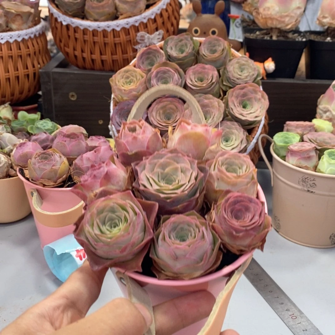 山地玫瑰0000000019