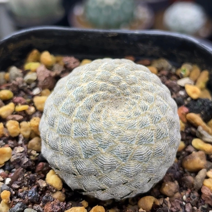 鱼鳞大戟自根仙人球