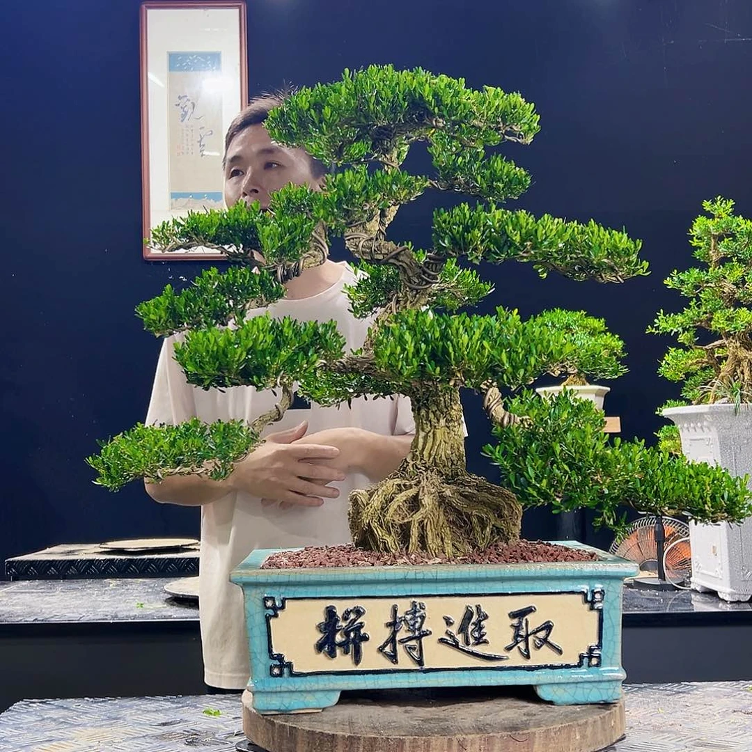 无花朵盆景等为主的景区和景