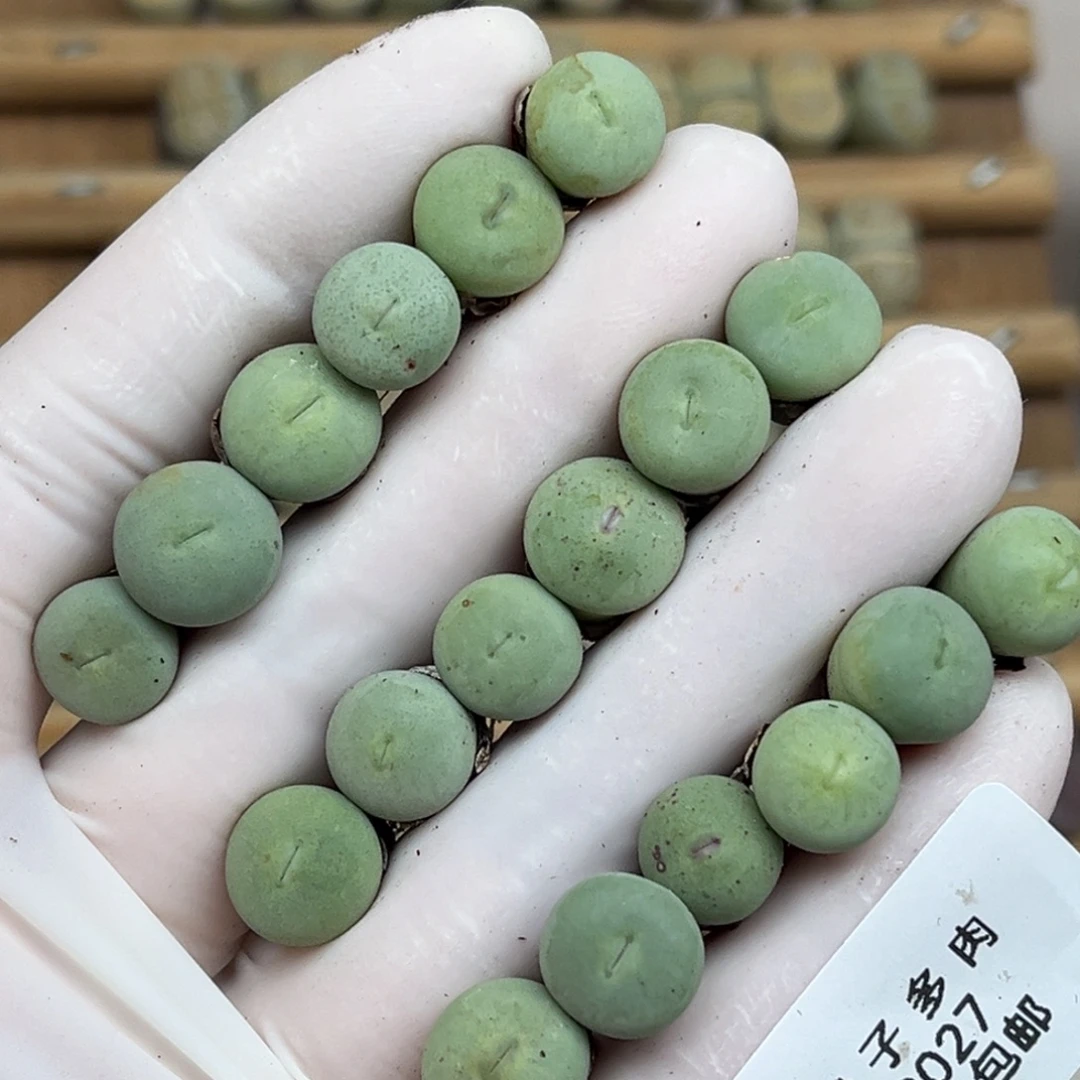 2027号一首小红嘴发货