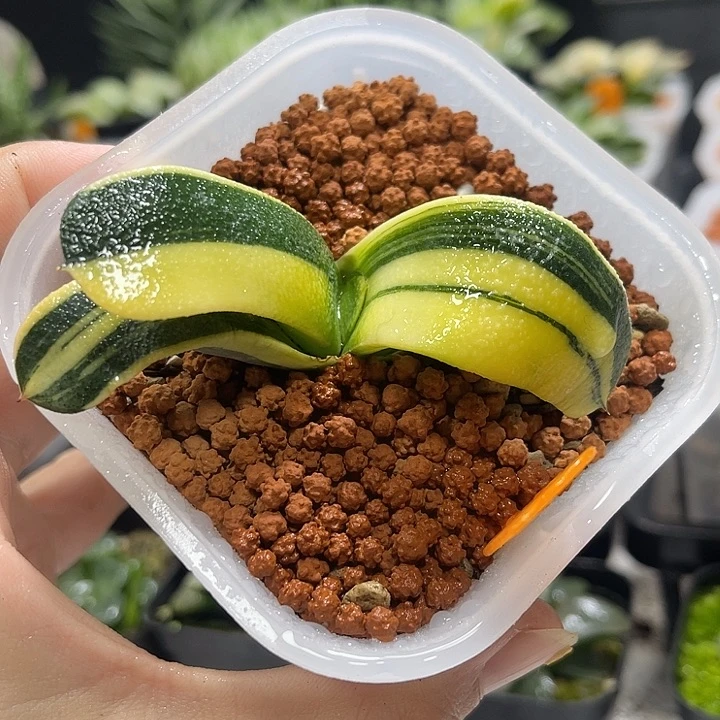 十二卷多肉植物卧牛锦