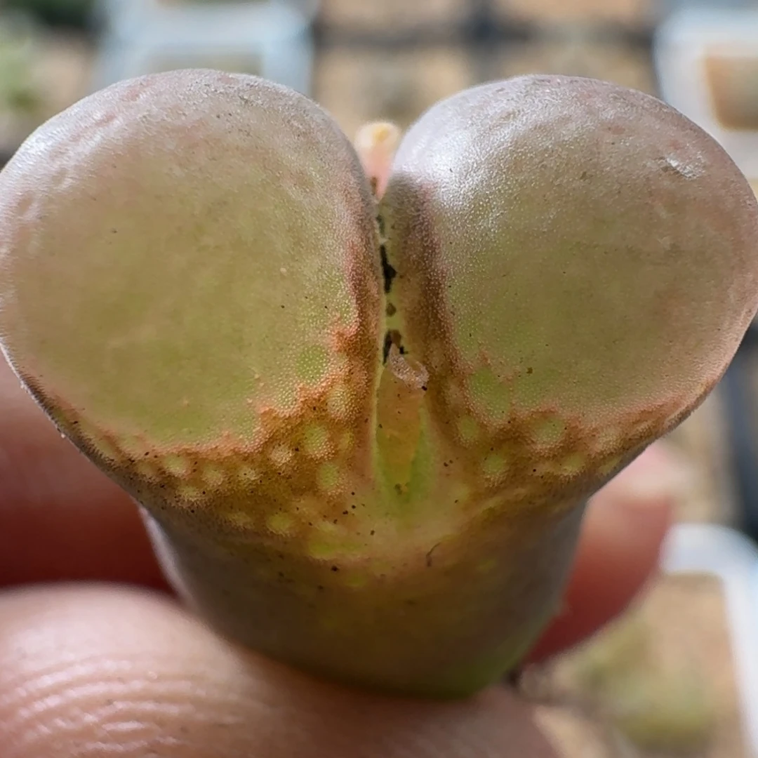 3136红铃玉剖析植物
