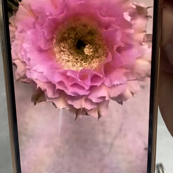 香香318带根6公分左右一点点干皮