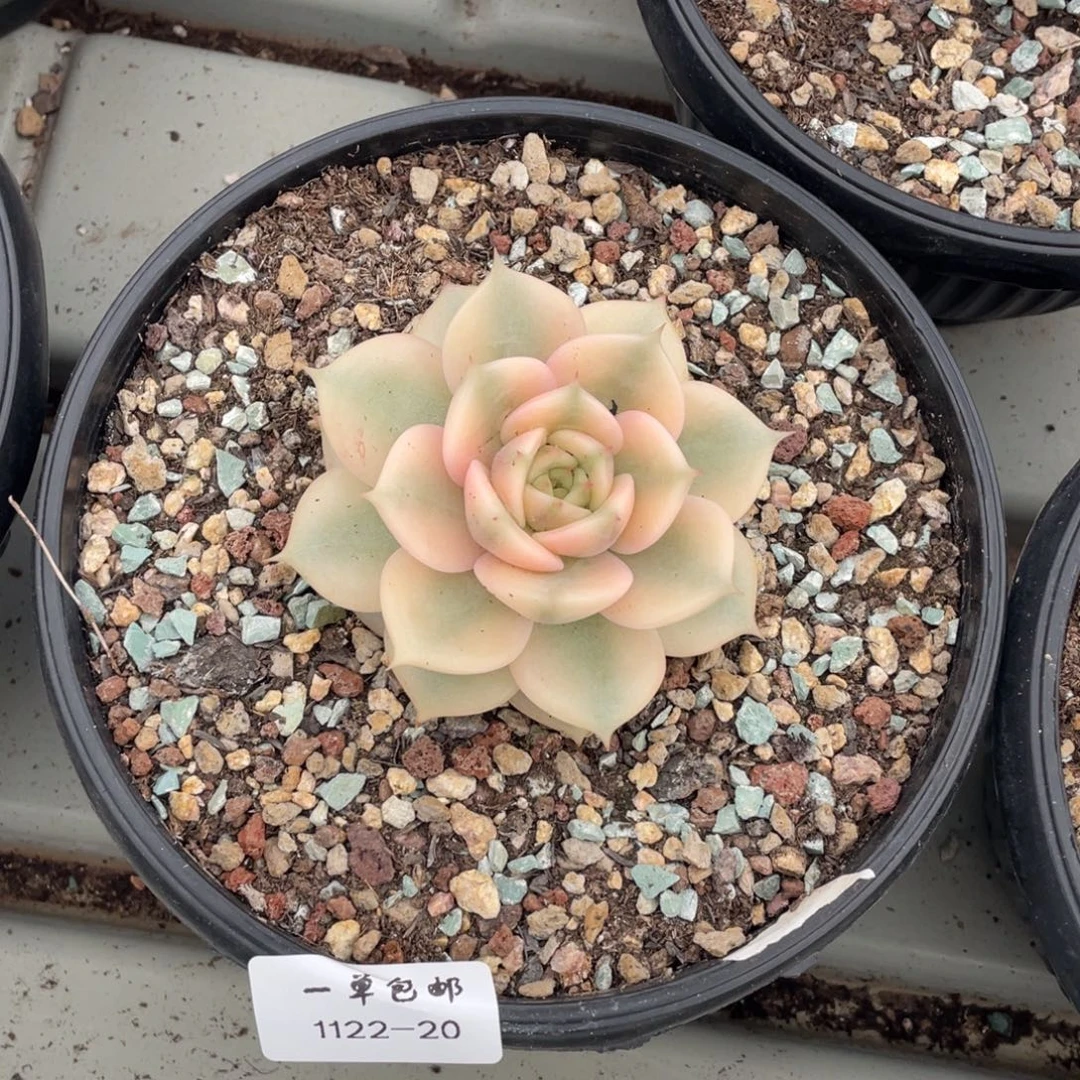 娜***心1122-20-贝加尔湖锦。。。。。。。