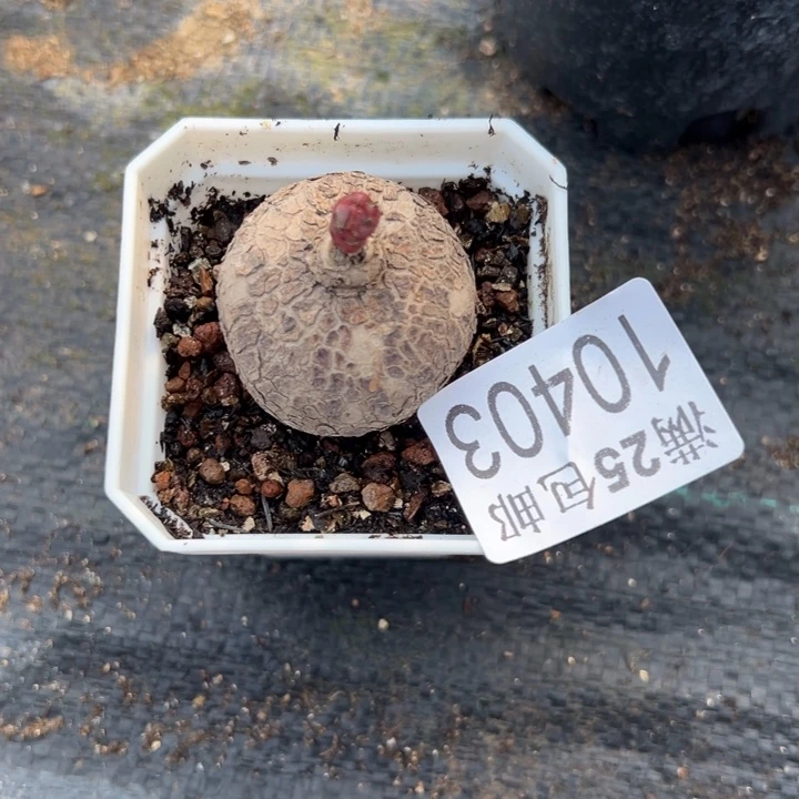玫瑰403，一物一拍带盆