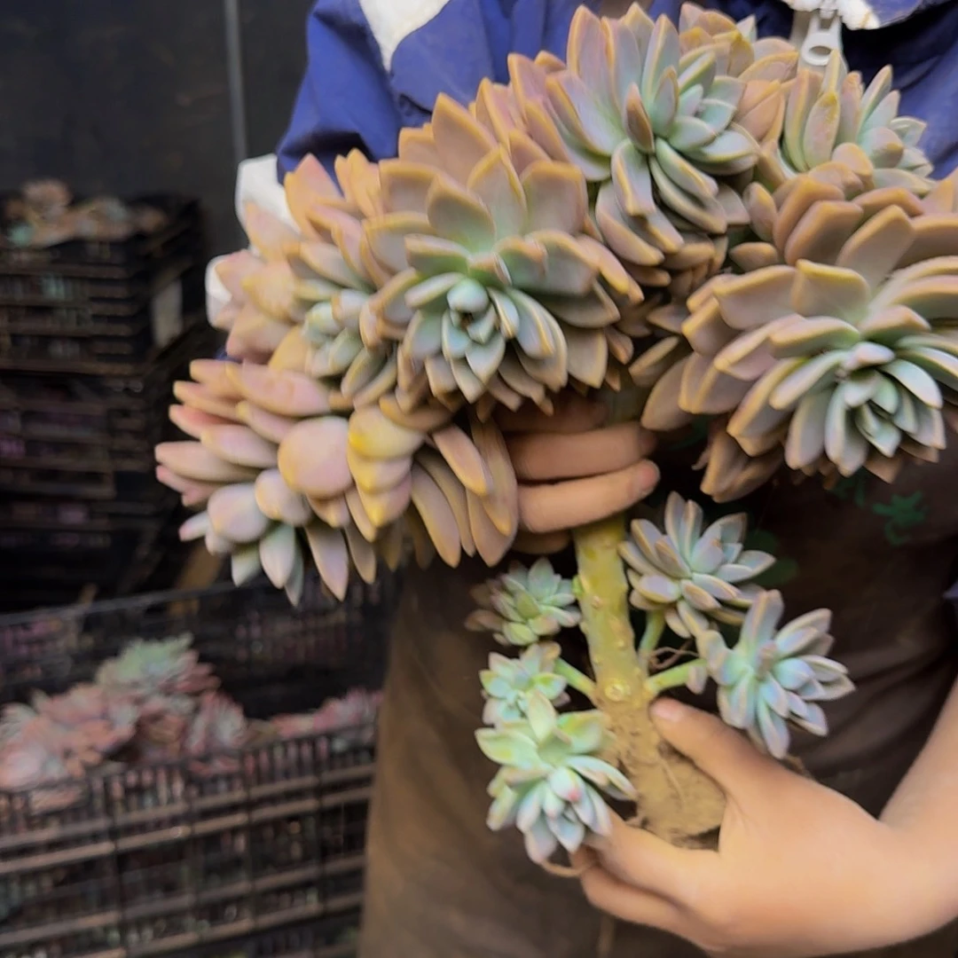 向**生淡雪板子朵朵坠不包损0205