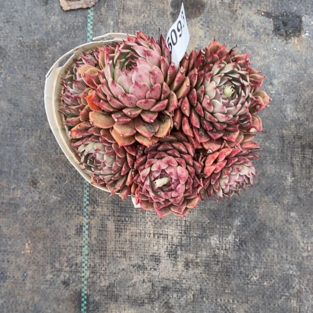 一***叶5093东云群一物一拍