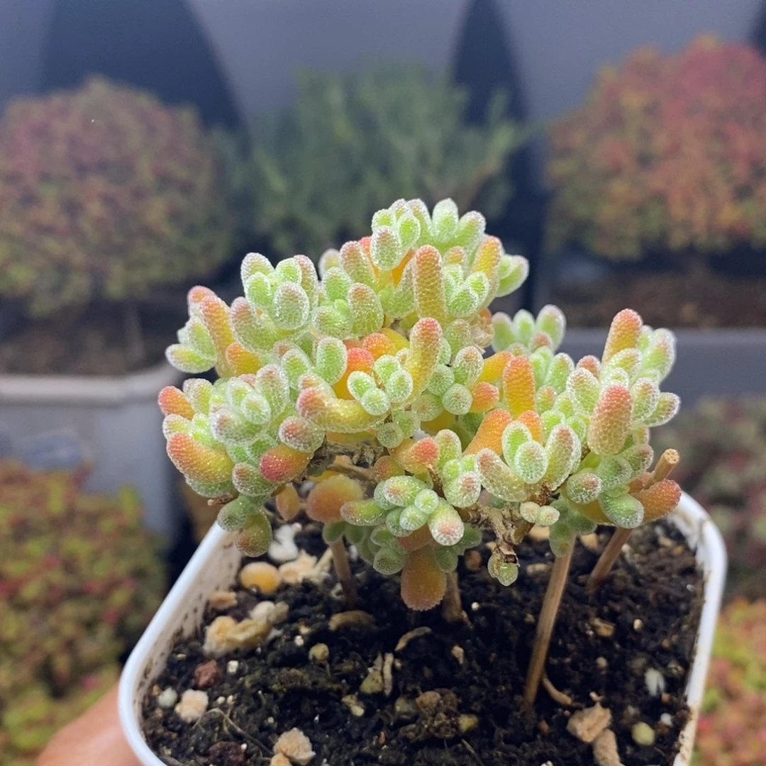 完全开放8号优选冰橙枝干