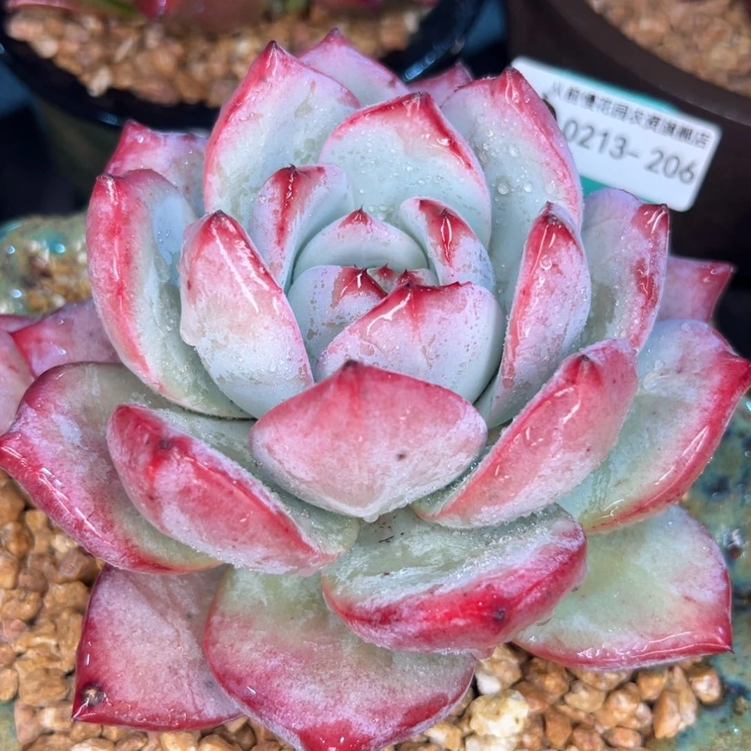 多肉一物一拍0213-206