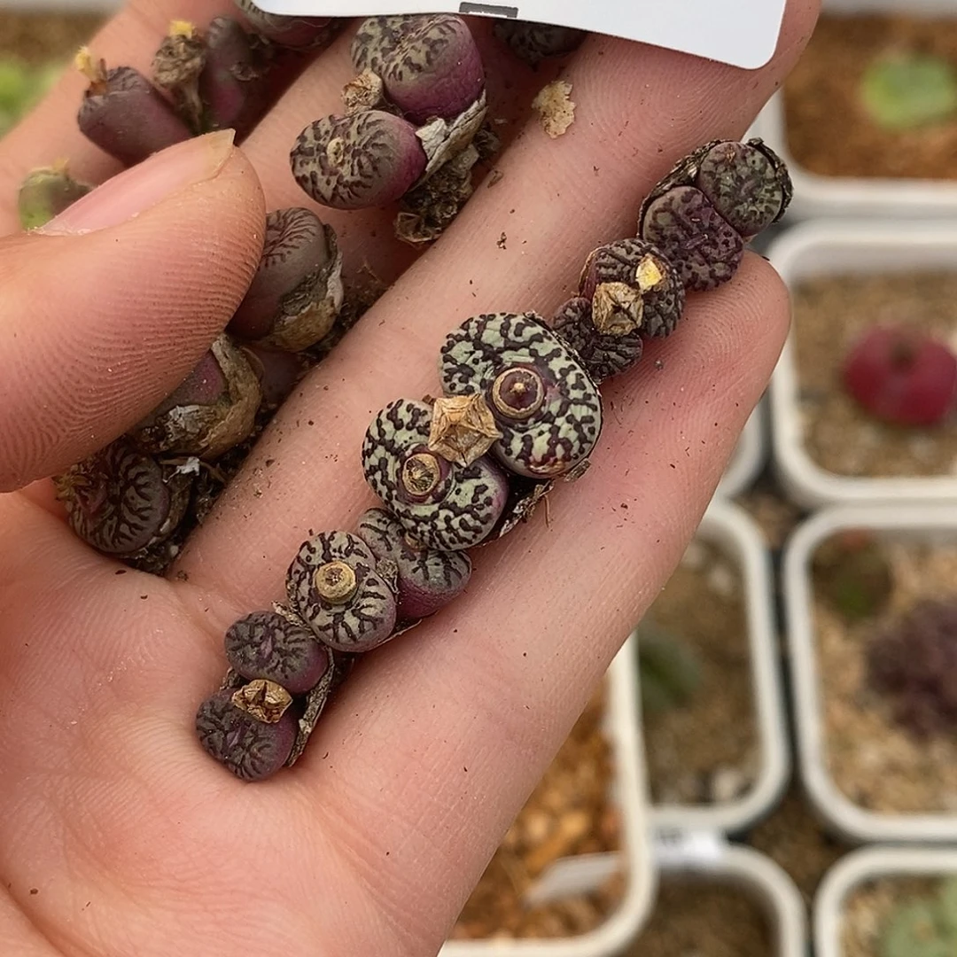 不**一24-37-打包wc5颗。