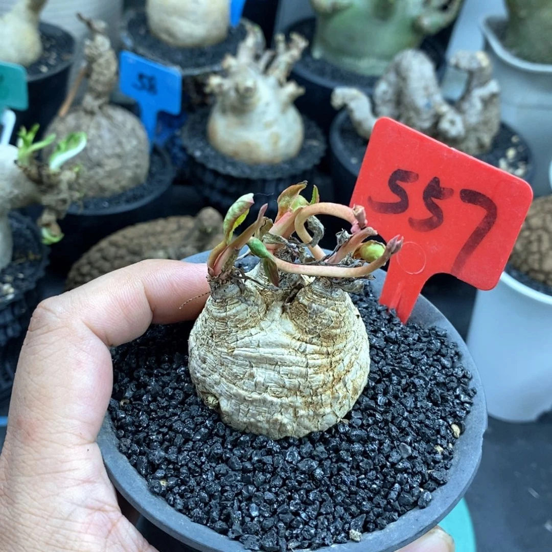 爱翠丝大戟多肉植物