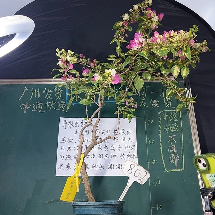 当前无花栽培后可以开花福利 1米1  金心双色 原生树头  802