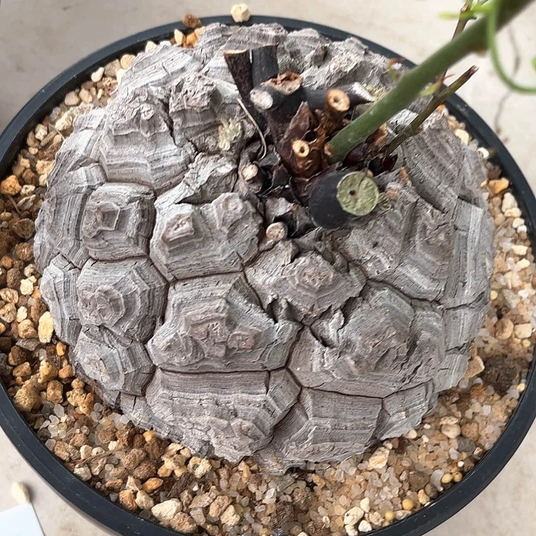 潮流植物黑皮南非龟，1017
