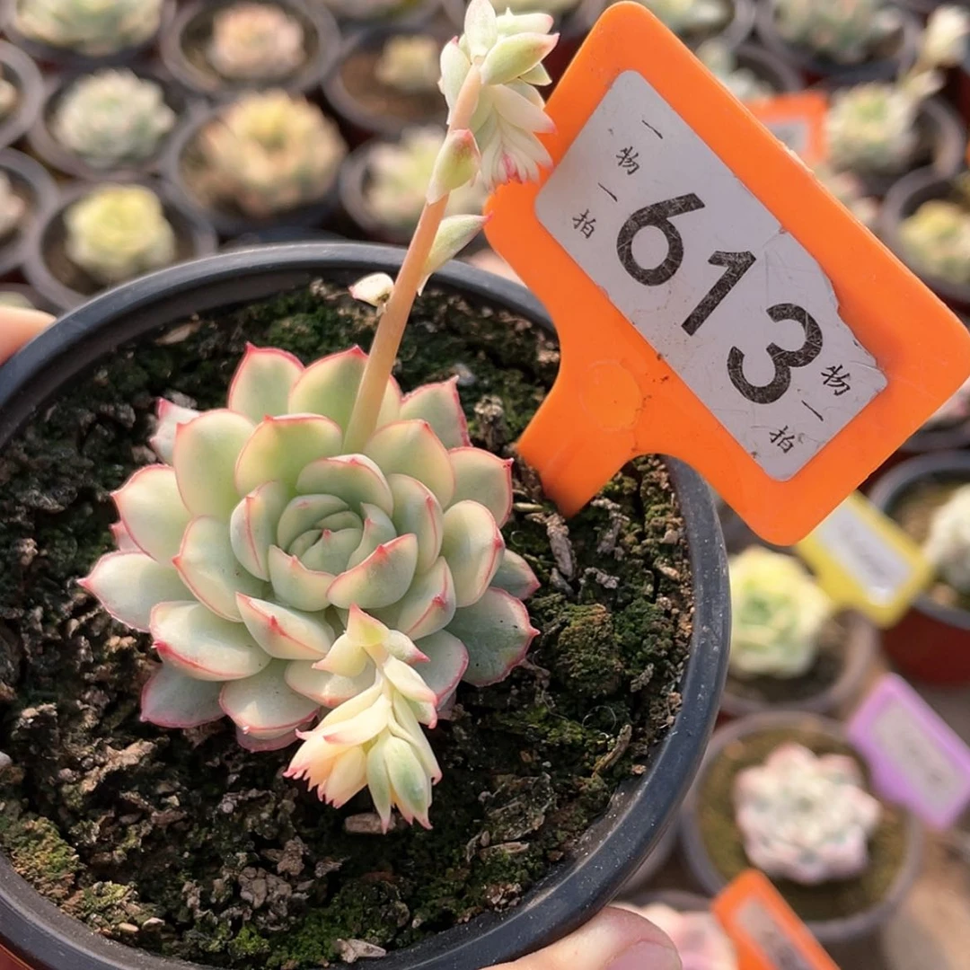 【闪购商品】灰*色613号