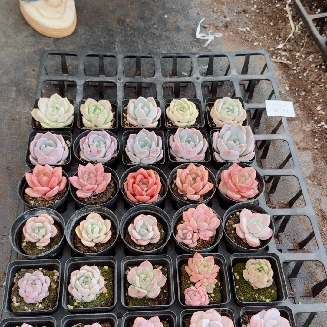 16-82多肉杂交三十颗量拍