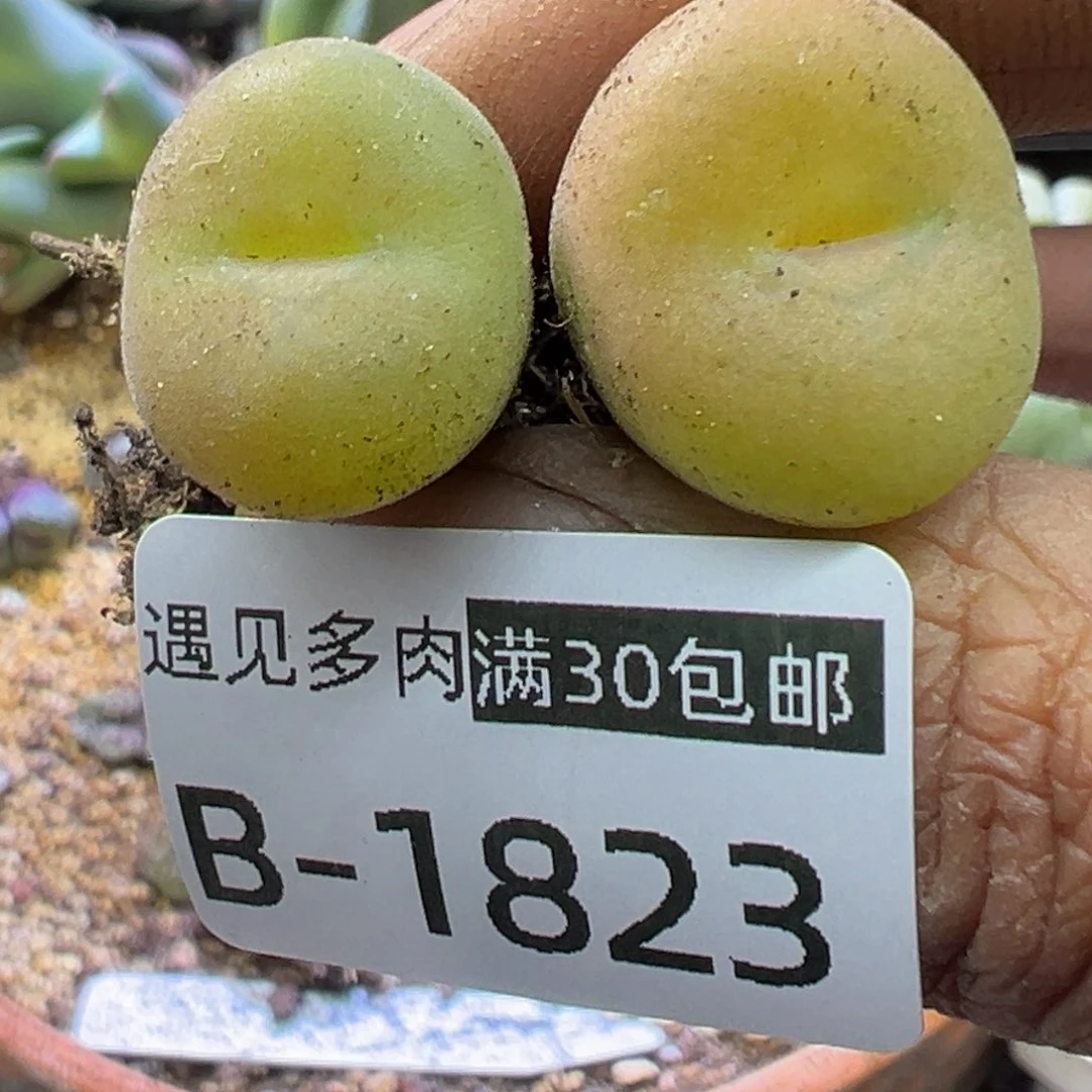 多肉植物1111111111114