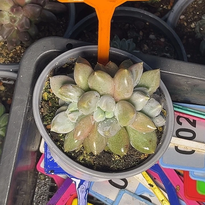 多肉植物胖体哥特462