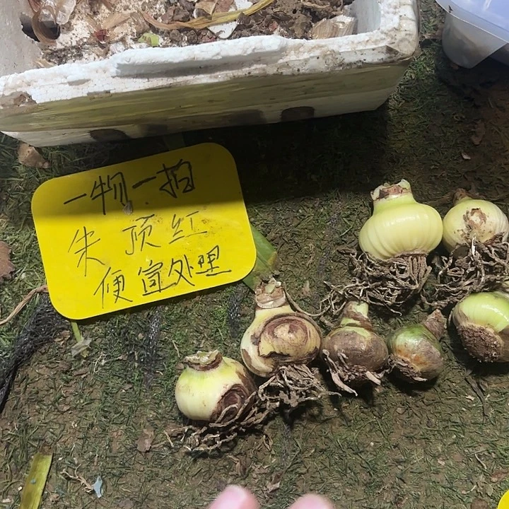 完全开放梦幻精灵7棵组合一物一拍