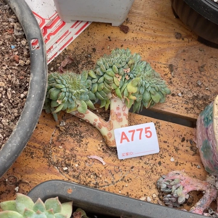 天***心哈哈哈哈哈哈哈哈哈775