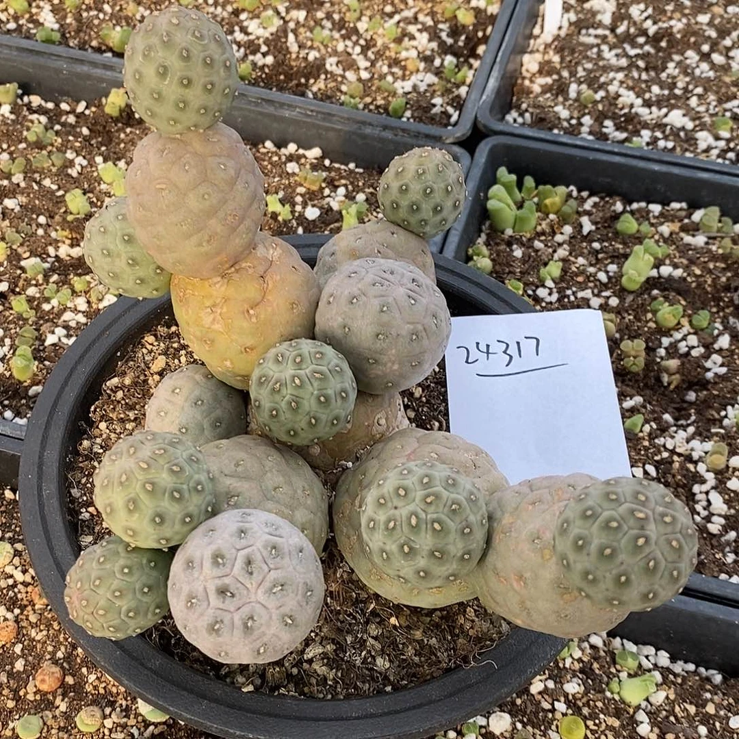 24317。  习志野18头 带盆发。