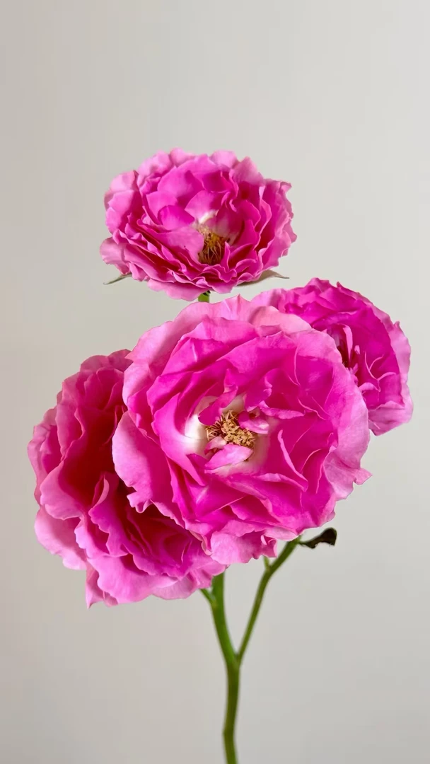 【买一送一】小头桃红人鱼泡泡10支 多头玫瑰 云南基地鲜花直发