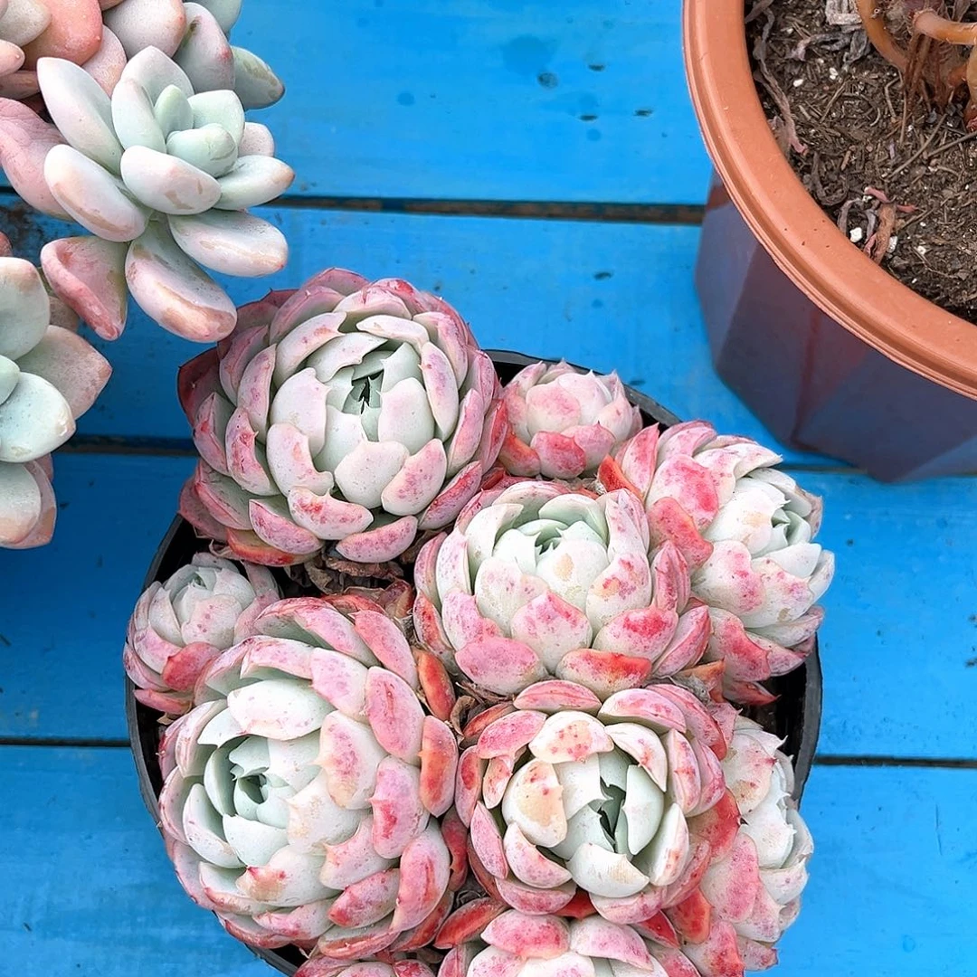 小贝瑞一颗33333