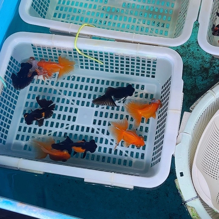 金鱼金鱼