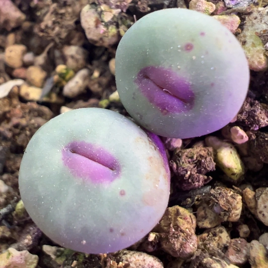 中型厚嘴唇 肉锥植物