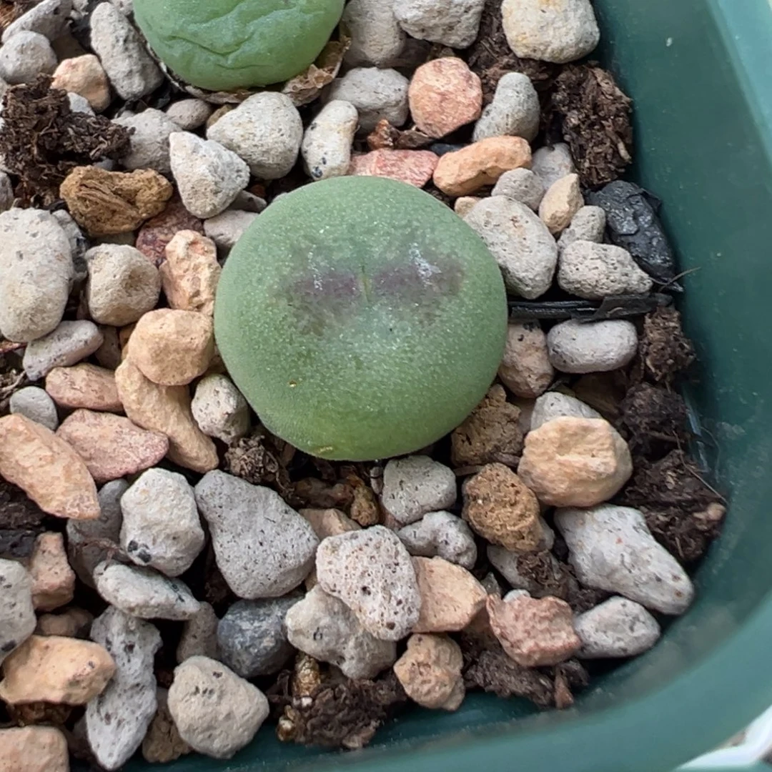 干伤特价桃实生 优秀