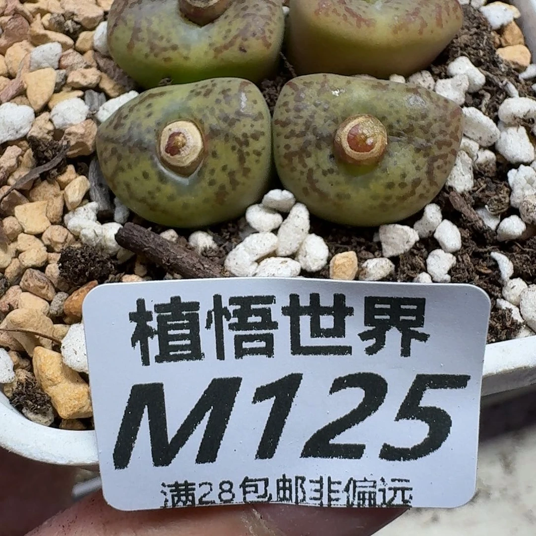 多肉植物的啊gbnm