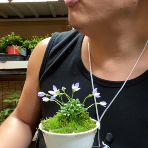 红陶一物一拍所见即所得6