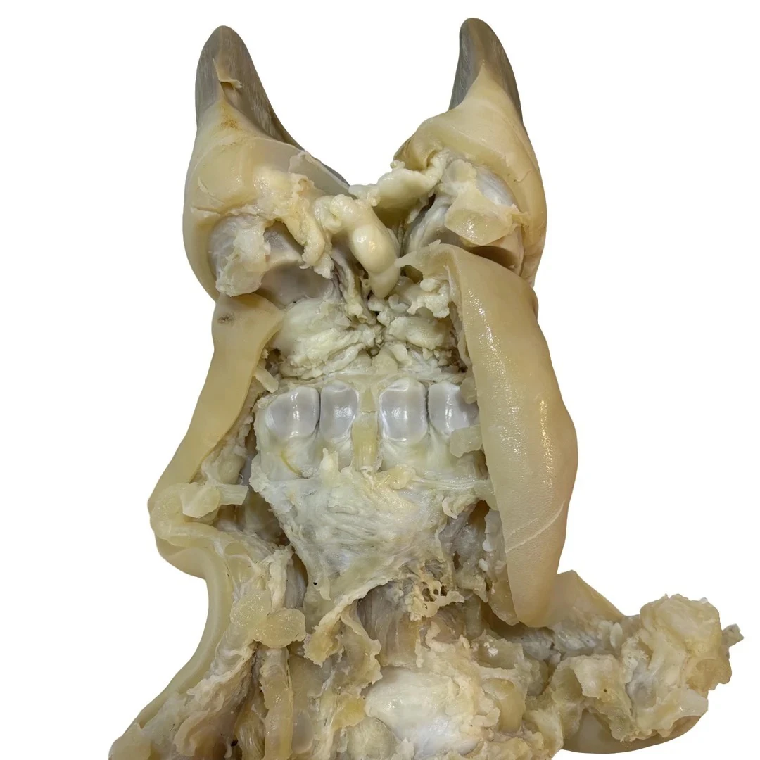 【去骨牛蹄4斤】顺丰包邮