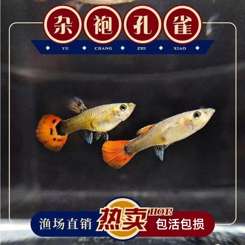 孔雀鱼凤尾鱼小型观赏鱼热带淡水好养耐活金鱼活体