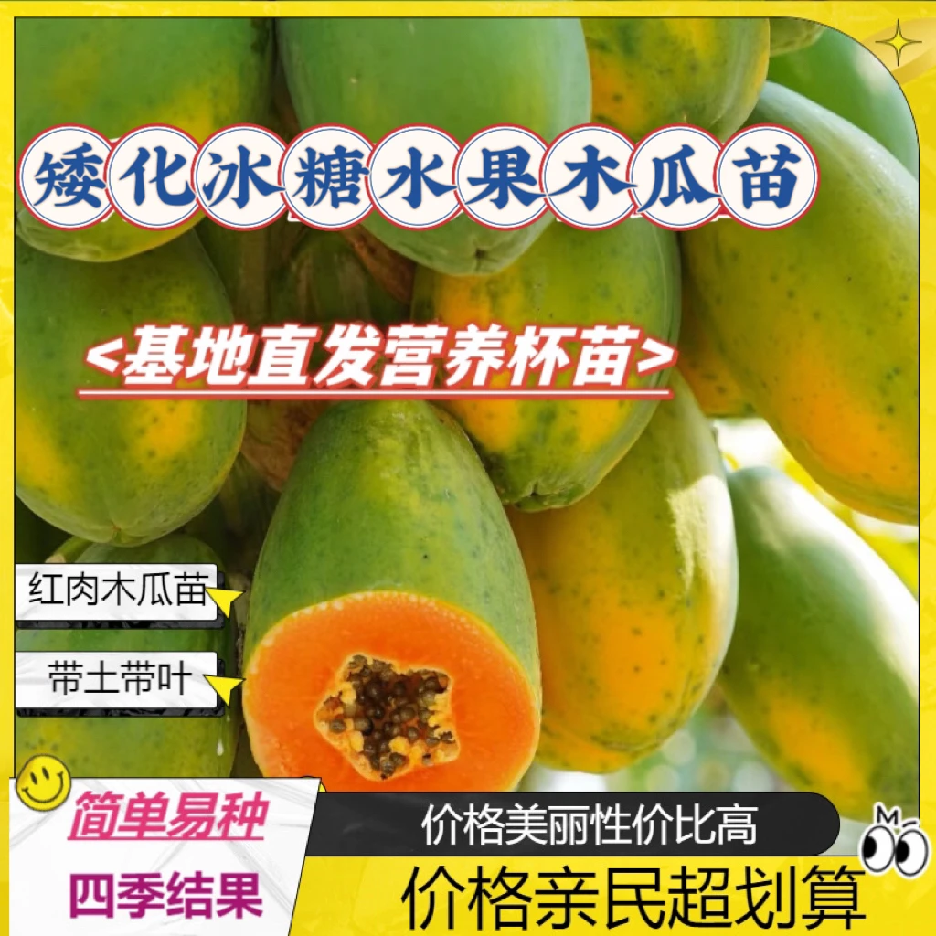 海南矮化冰糖水果木瓜树苗带叶带土杯苗发货简单种植短期养成四季