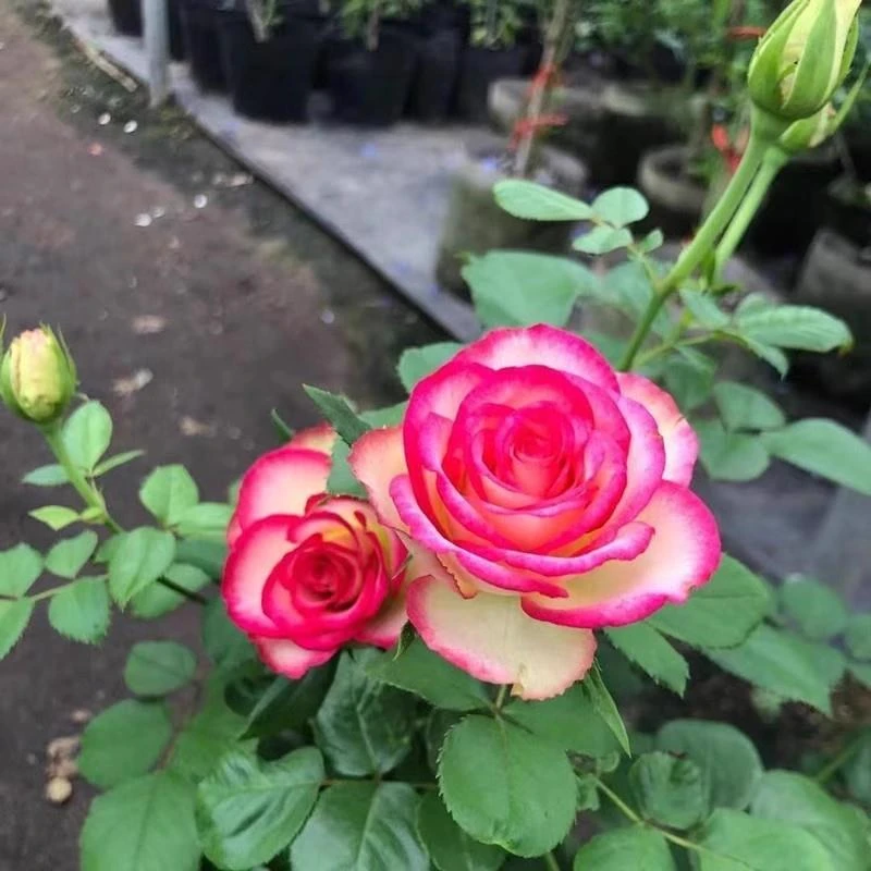 梦露月季玫瑰花苗阳台庭院四季开植物大花型灌木切花抗病盆栽地栽