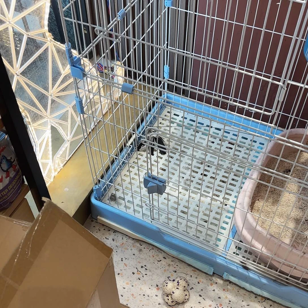 3***3大宠爱 成猫滴剂 一支
