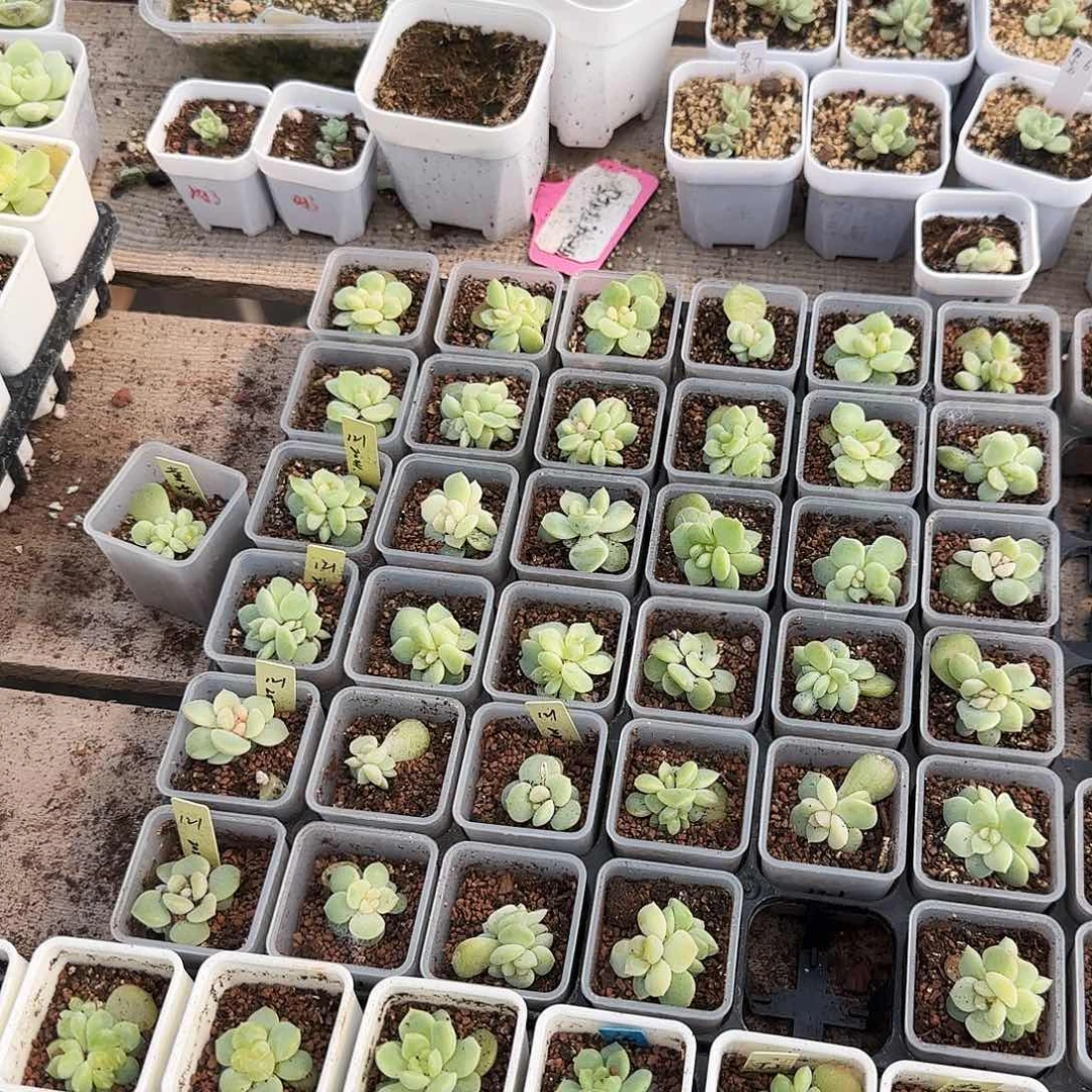 P121 状态盆一个满25包邮